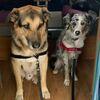 Eva y Rober: O xardin de Nana-Guardería Canina 