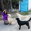 Blanca: Residencia, paseos y mimos para perrines en Miraflores de la Sierra