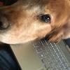 Willson: Paseo y cuidado de caninos en tarragona - L’arboc 