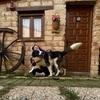 Yaiza : Educación canina y hotel canino sin jaulas en entorno rural 🐶 ❤️