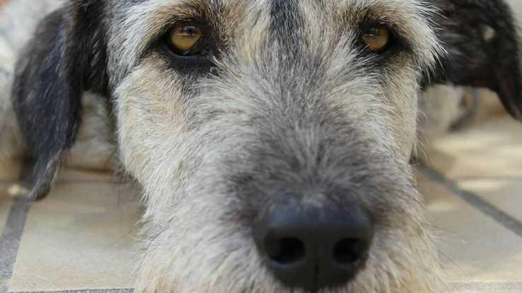 Lobo mi perro / mezcla de Snauzcher y perro nordico