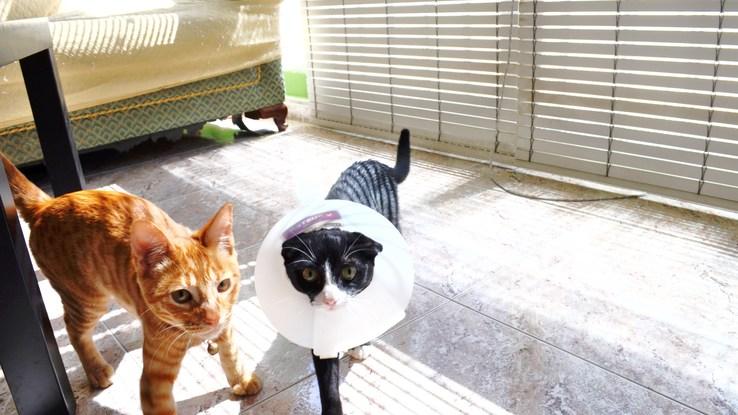 Gato y Kitty inseparables (cuidados en su propia casa)