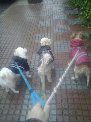 Tobi, dora y Cuco disfrutando de un agradable paseo por la tarde