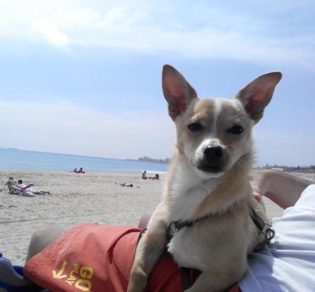Dexter en la playa