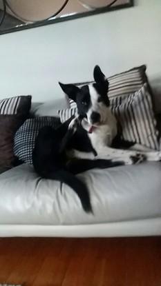 mi perra de relax encima del sofa
