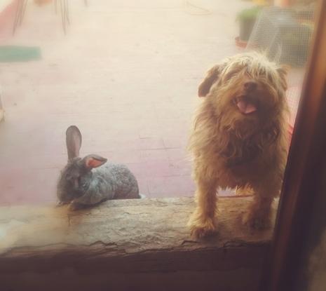 En la foto salen mi perro Yaqui que lo tuve durante 15 años y mi conejo, Pani, que después de 9 años sigue en casa de mis padres.
