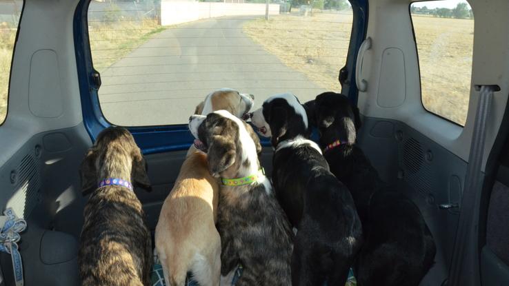 Cinco cachorros de mastín que tuvimos de guardería-acogida durante tres meses