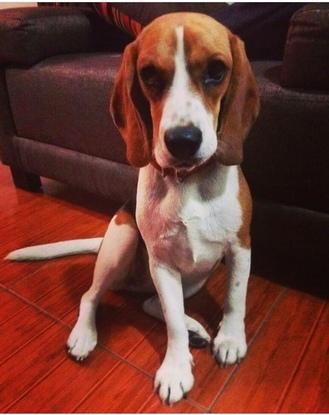Matilda mi beagle hembra ,acá  en La foto con 11 meses, es una raza muy activa súper cariñosa,