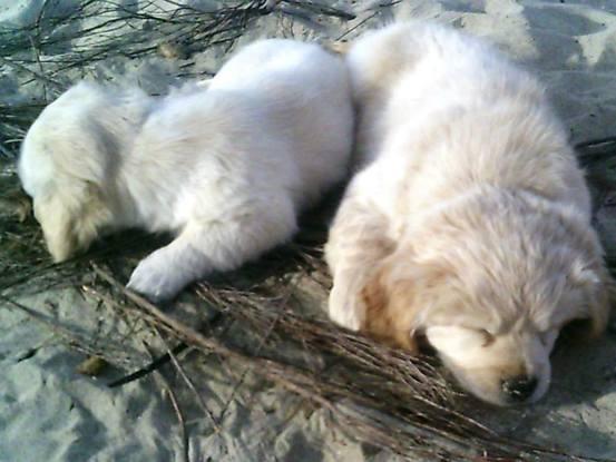 Un día en la playa con mis peques Perla y Chispi
Son perritos que recogí hace muchos años