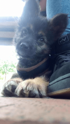 Sirius, 3 meses. Adoptada por mi.