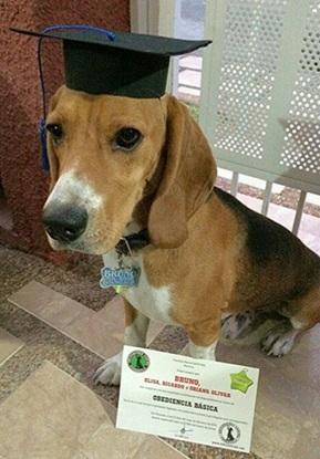 Bruno es otro de mis perros. En su graduación.