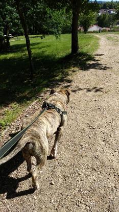 A Emil hubo que enseñarle a pasear con correa, a socializar con otros perros... Toda una aventura para él, aunque mereció la pena.