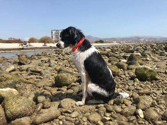 Oddy en la playa canina
