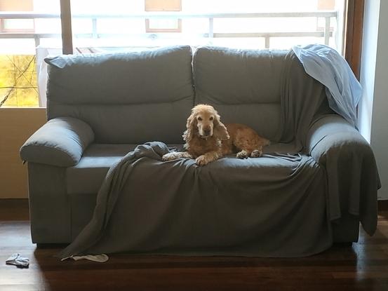 Nika, todo el sofá para ella ❤️