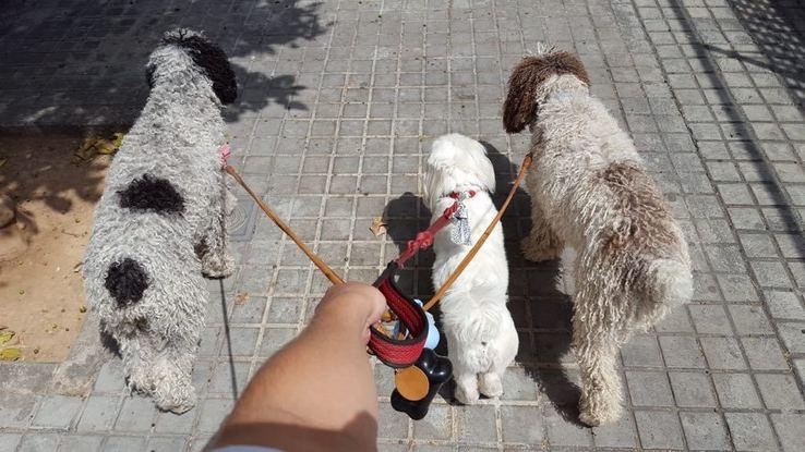 Primer día de paseo para Husy(bichón) con Manuela y Skyler unos perros de agua que me quedo desde hace un tiempo😋😋😋