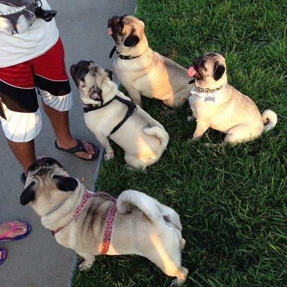 Convención de Pugs!