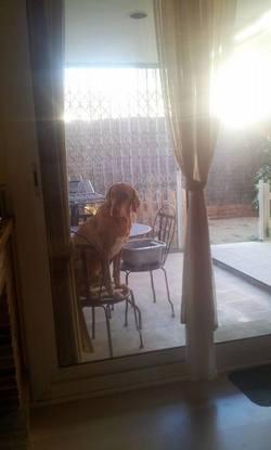 mi anterior perro Pinxu sentado en el jardín