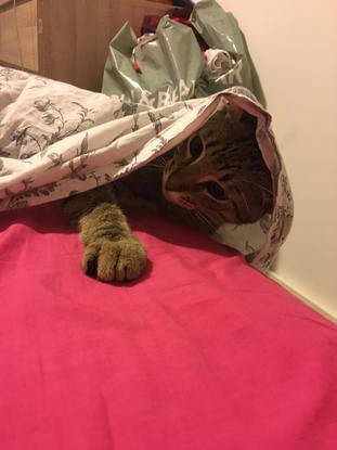 Leo jugando en la cama