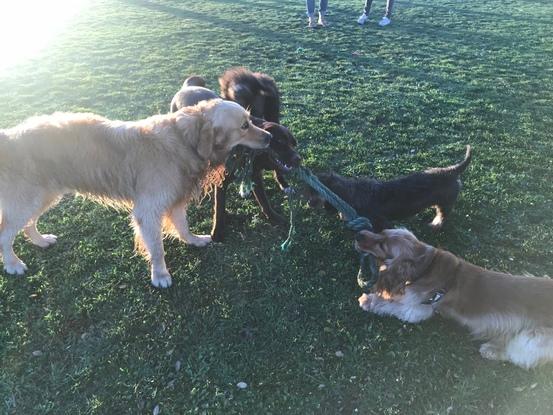 Coco y sus amigos como cada tarde, es un perro activo y necesita mínimo una hora de juegos al día.