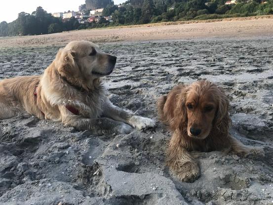 Coco & Pancho, paseo por la playa con baño
