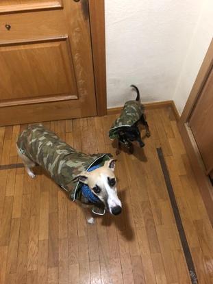 Dexter y Vito preparados para el paseo. En el día de lluvia no pueden faltar sus abrigos!!