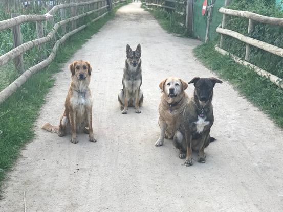 Mis perros: Rumba,Frida,Selva y Hati. 