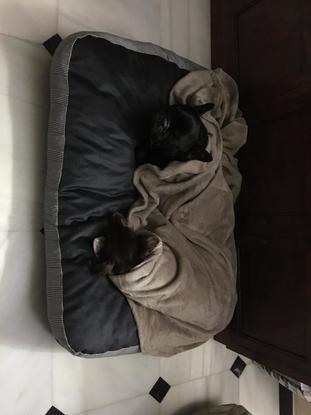 Disfrutando de su nueva cama bien calentitos 