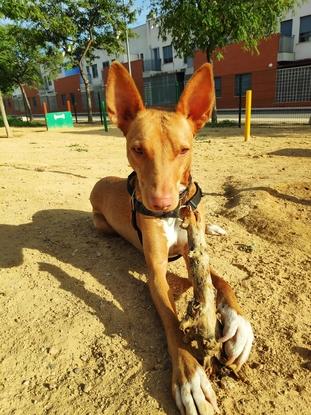 Este es Dino, disfrutando en el parque para perros.
