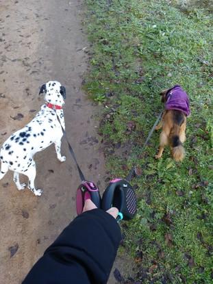 Frida y Prada en un largo paseo por el campo.