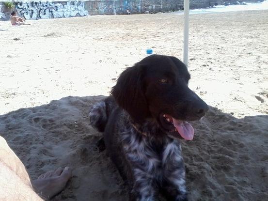 Kimo en la playa, disfrutando del día