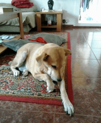 Mara, mi queridisima segunda perra que nos dejó con 13 años. 