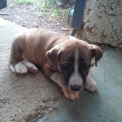 Cachorro Rescatado en Camatagua, Aragua, Venezuela
