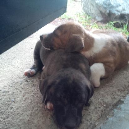 Cachorros rescatados en Aragua, Venezuela