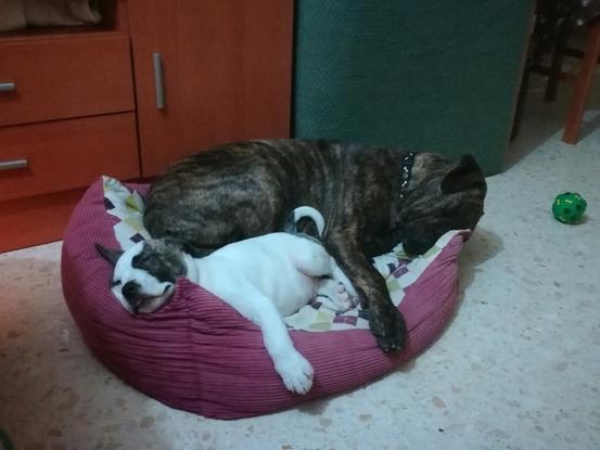 Yako y Tiger perros en adopcion de casita 