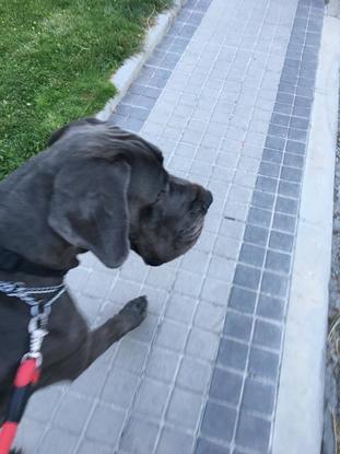 Lola paseando, parque cerca de su casa