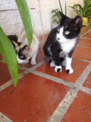 Mis gatitos en Venezuela.