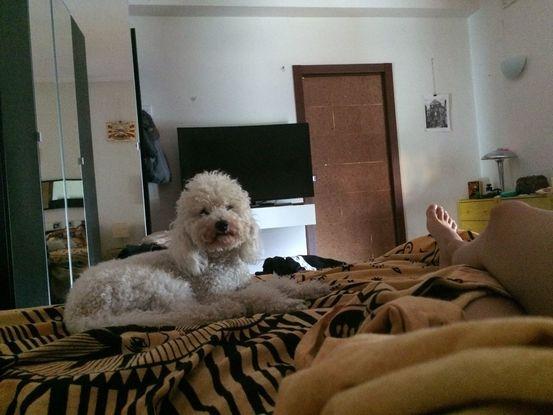 este es Zibà , mi perrito , es un Barboncino nano y aquí estamos en mi cama en Bari (ita) 