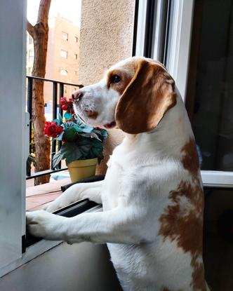 Phos adora mirar por la ventana durante las tardes.