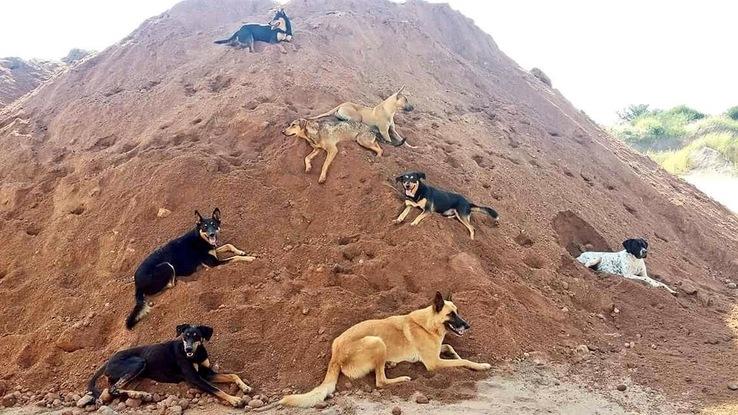 Algunos perritos del campo jugando en la montaña de arena 
