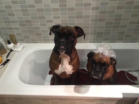 Posibilidad de bañar a tu perro