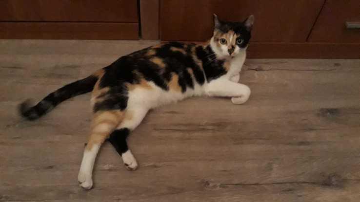 Sugus, una gatita que cuido desde hace cuatro años cuando los dueños se van de vacaciones.