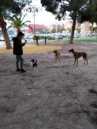 En el parque canino jugando con los perros que paseo