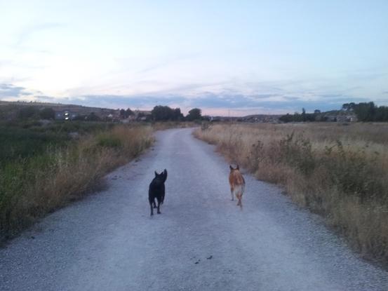 Paseo en compañía por los campos de Rivas-Vaciamadrid 