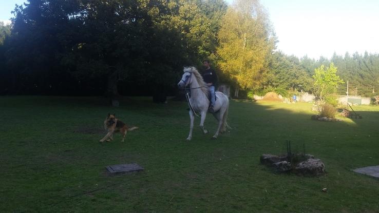 Paseo a caballo muy bien acompañado con SAMBA