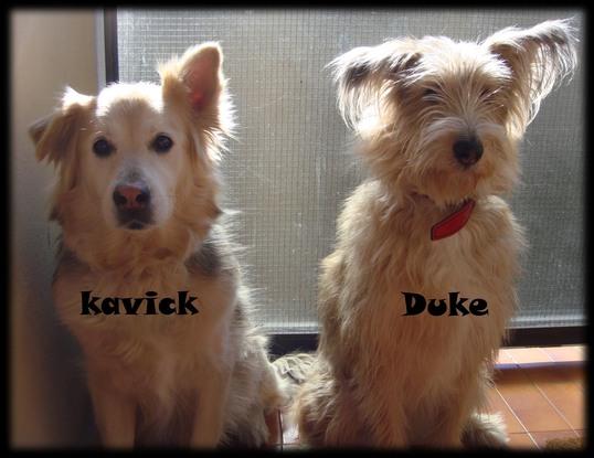 En Kavick i Duke al balcó esperant mimos.