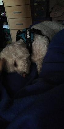 Enzo, el perrito más veterano acompañamdome en la siesta 😂😴