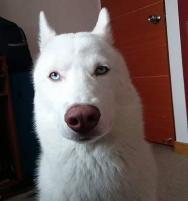Keon: el husky más guapo. También vive con mi familia en Colombia