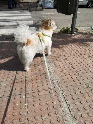 Paseo de el perrito de mi vecina