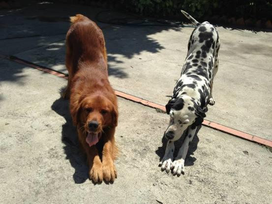 Rocco (rescatado) y Napo!