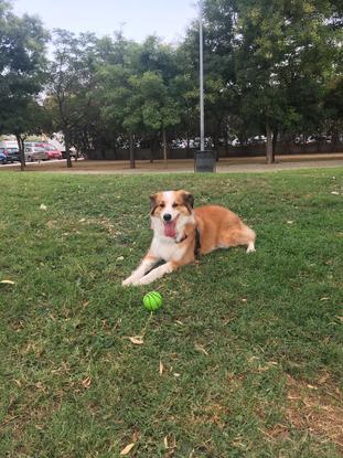 Pippa en su parque cercano a casa me encanta jugar con la pelota y con mis amigos perros 